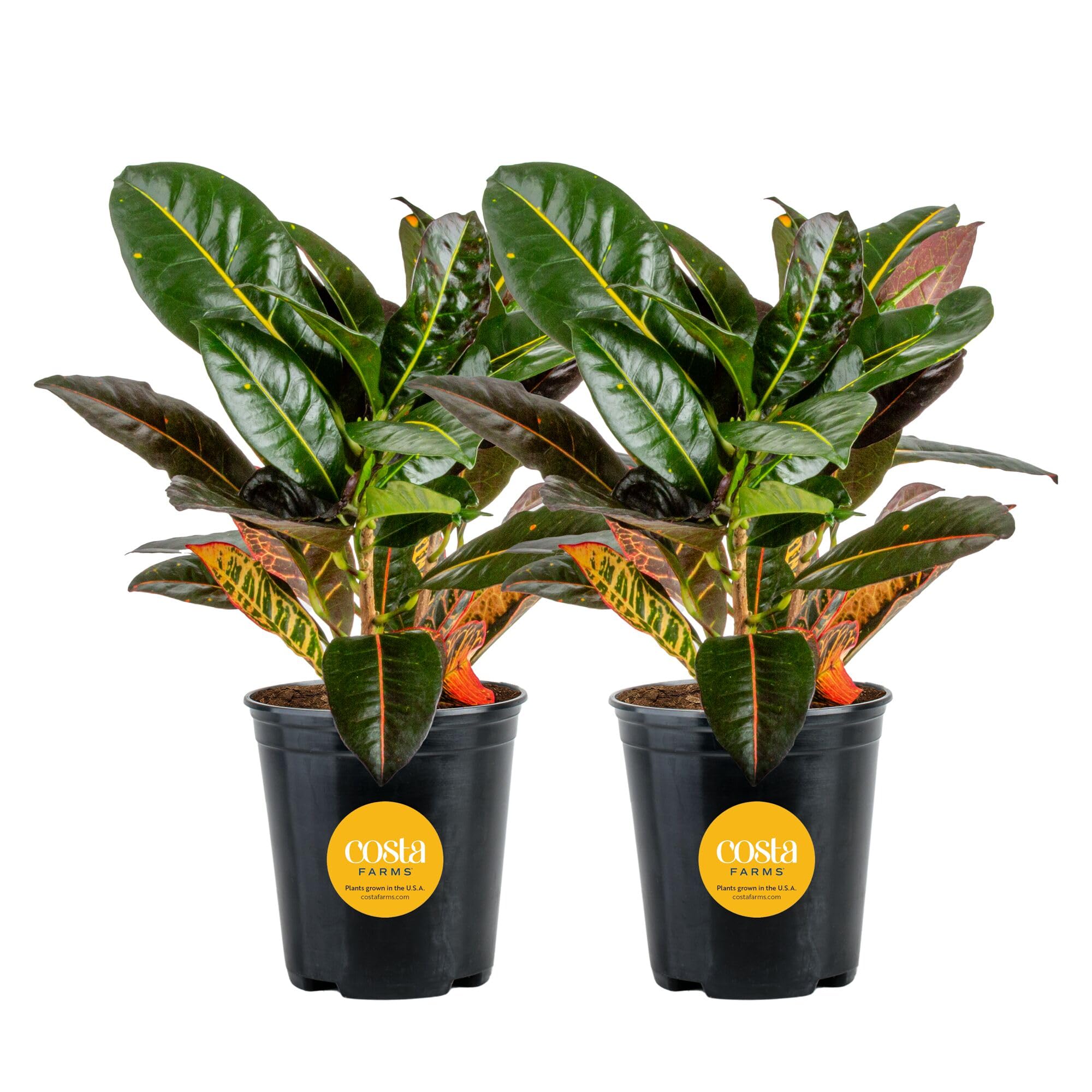 Amazon.com : Costa Farms Croton Petra Live Plants (Pack of 2